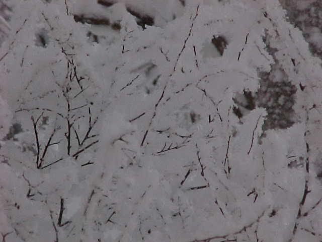 Branches of bushes.JPG